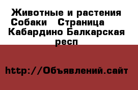 Животные и растения Собаки - Страница 21 . Кабардино-Балкарская респ.